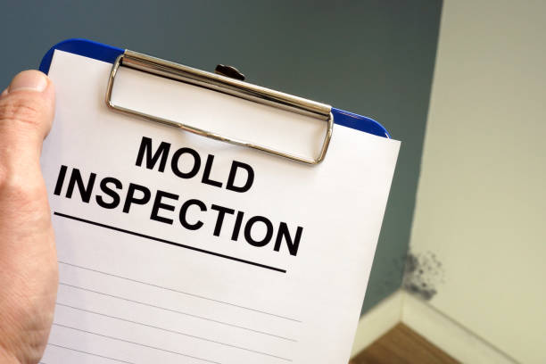 Best Forensic Mold Investigation  in Maplewood, MO